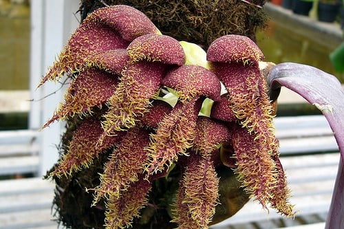 Топ-10 дурно пахнущих цветов в мире - Топ чудесФаленопсис Бульбофиллума - Bulbophyllum Phalaenopsis