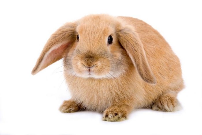 Топ 10 Самые маленькие породы кроликовАмериканская пушистая вислоухая (American Fuzzy Lop)