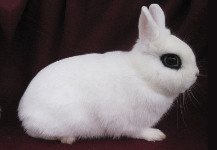 Топ 10 Самые маленькие породы кроликовКарликовый Хотот (Dwarf Hotot)