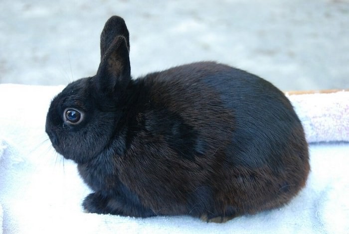 Топ 10 Самые маленькие породы кроликовМаленькая Британия (Britannia Petite)