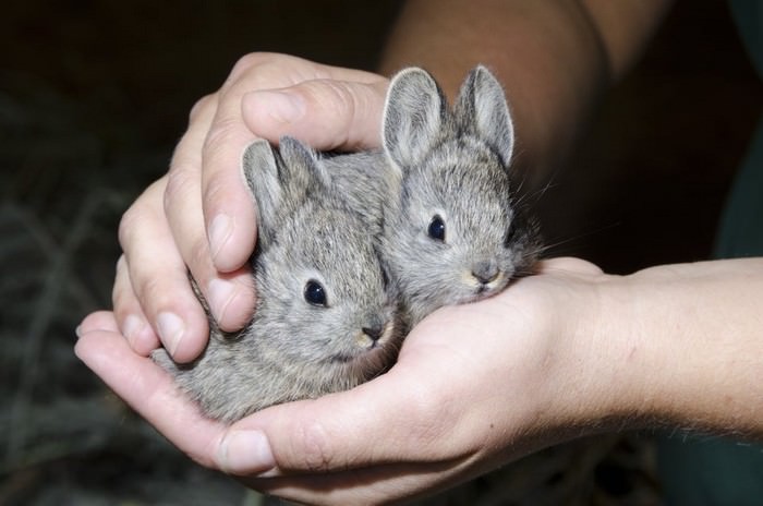 Топ 10 Самые маленькие породы кроликовКолумбийская карликовая (Columbia Basin Pygmy)