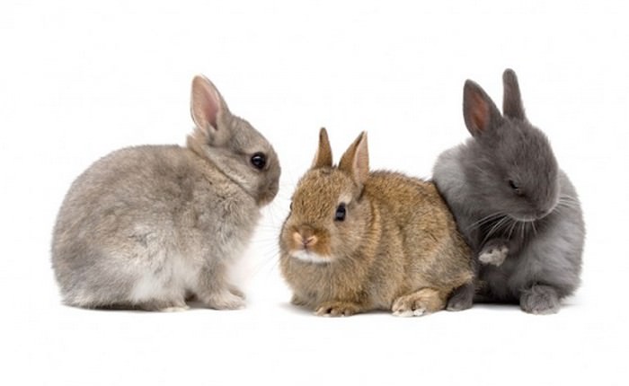 Топ 10 Самые маленькие породы кроликовНидерландский карликовый кролик (Netherland Dwarf Rabbit)