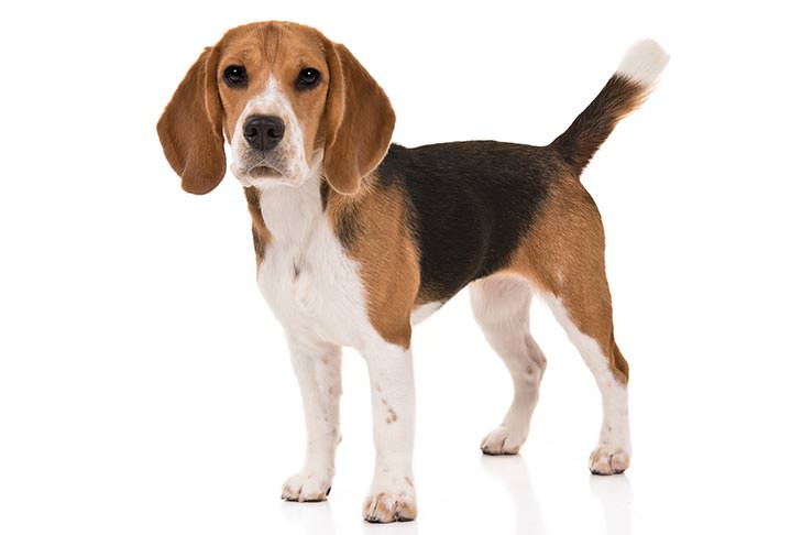 Топ 10 собак Teacup  миниатюрных собакБигль (Beagle)
