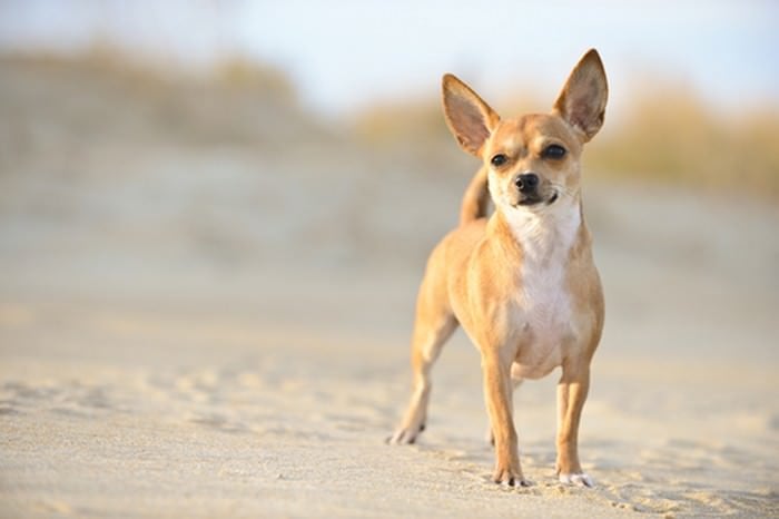 Топ 10 собак Teacup  миниатюрных собакЧихуахуа (Chihuahua)
