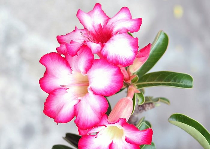 Топ 10 Самых Красивых, Но Смертоносных ЦветовАдениум обесум / Роза пустыни (Adenium obesum / Desert Rose)