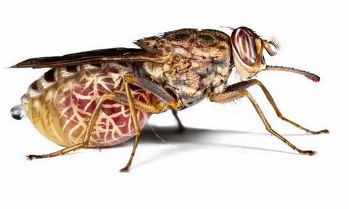 10 самых смертоносных существ на ЗемлеМуха цеце. (Tsetse Fly)
