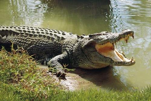 10 самых смертоносных существ на ЗемлеМорской крокодил. (Saltwater Crocodile)