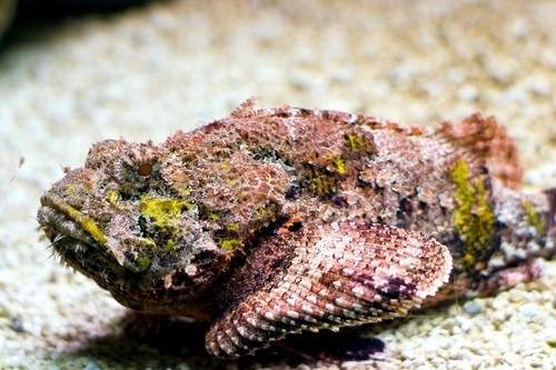 10 самых смертоносных существ на ЗемлеКаменная рыба. (Stonefish)
