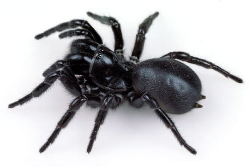 10 самых смертоносных существ на ЗемлеСиднейский веб-паук. (Sydney Funnel-Web Spider)