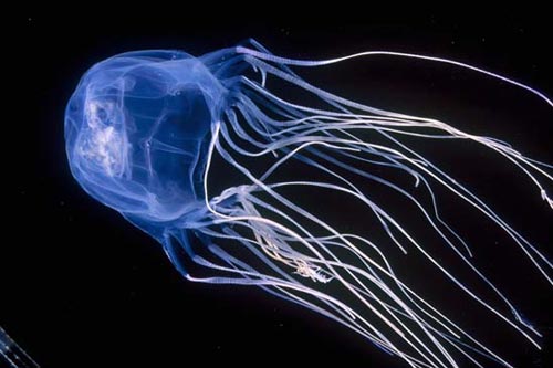 10 самых смертоносных существ на ЗемлеКоробчатая медуза (Box Jellyfish)