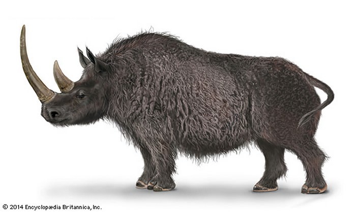 Top 10 вымерших животных, которые возвращаются к жизниШерстистый носорог