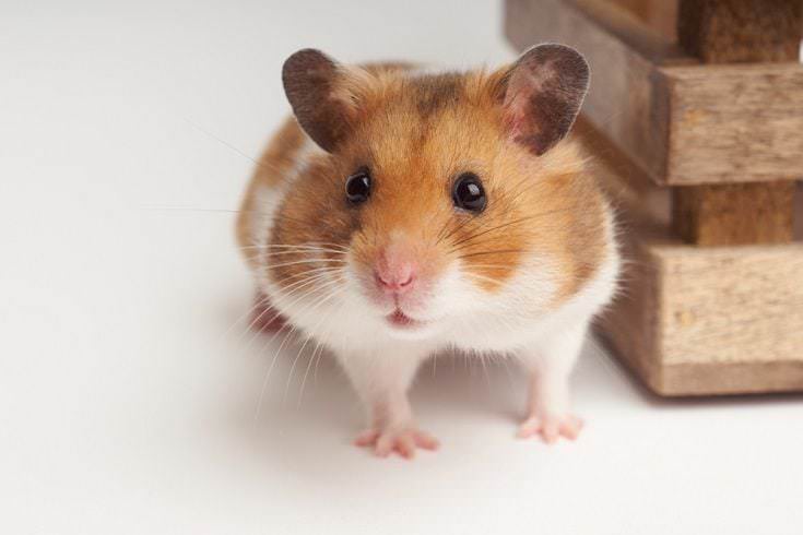 Топ-10 домашних животных-грызуновСирийский хомяк (Syrian Hamster)