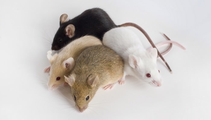 Топ-10 домашних животных-грызуновМодная мышь (Fancy Mouse)