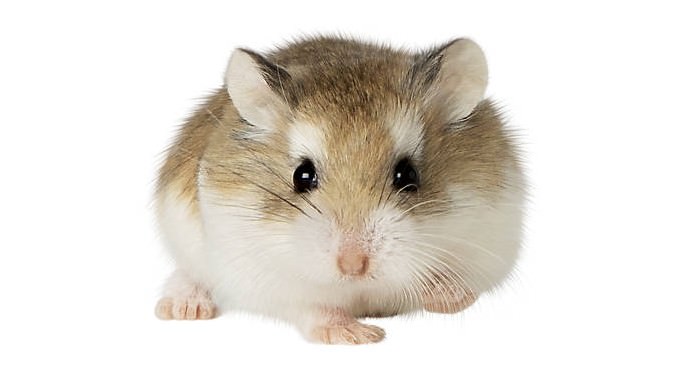 Топ-10 домашних животных-грызуновКарликовый хомячок (Dwarf Hamster)