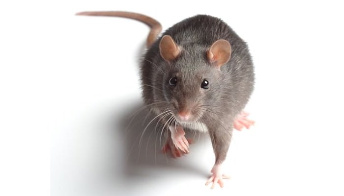 Топ-10 домашних животных-грызуновОбыкновенная крыса (Common Rat)